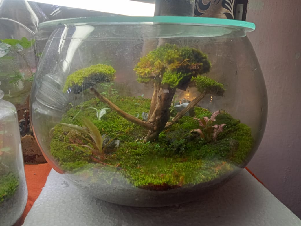 Verdora Terrarium Pandora Grove