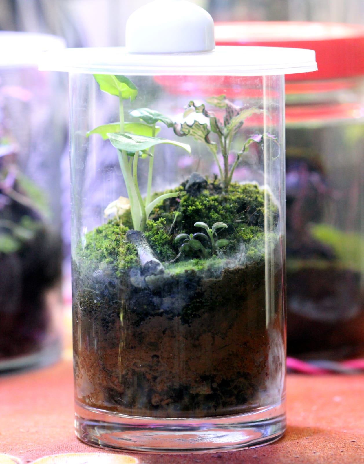 Verdora Terrarium Mistroot Habitat