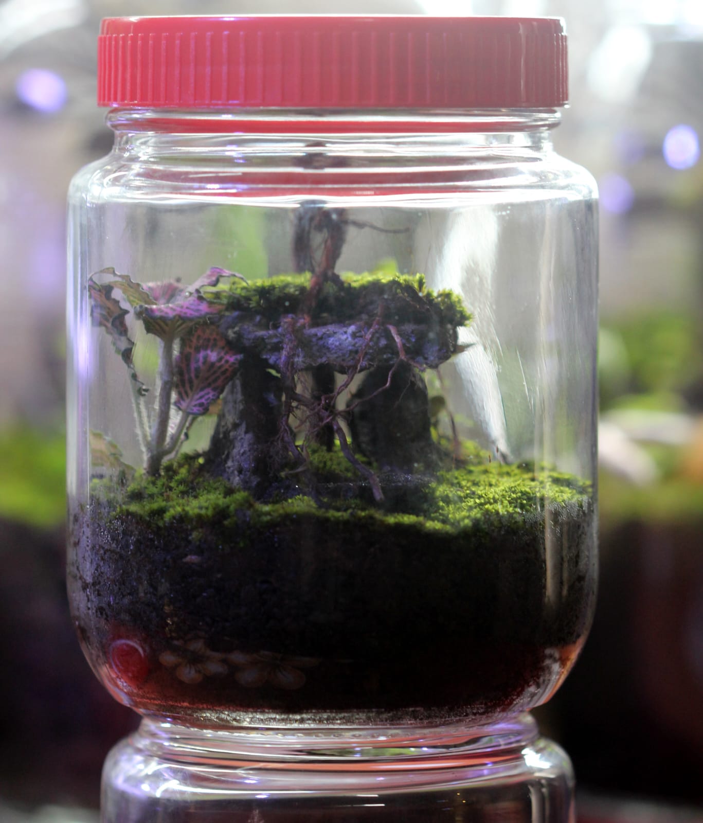 Verdora Terrarium Ancient Moss Dolmen