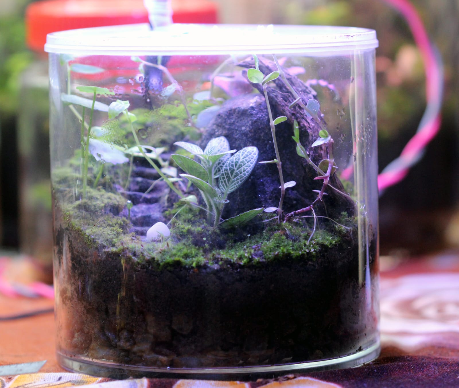Verdora Golden Peak Terrarium