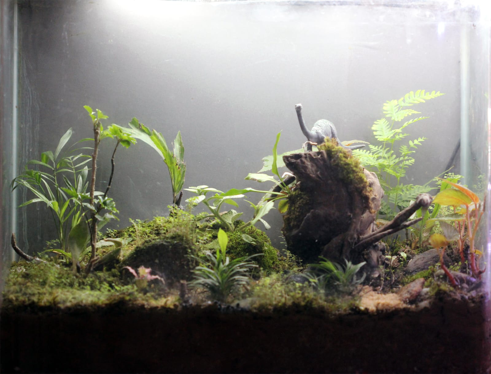 Verdora Terrarium Jurassic Moss Valley